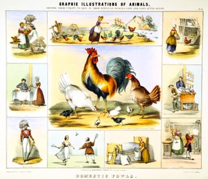 Volaille domestique, vers 1850