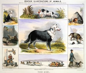 Le Chien