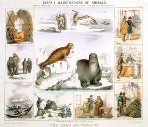 Le phoque et le morse