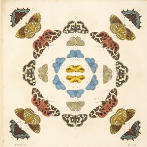 Détail (Planche III), de A Rare Depiction of Butterflies and Moths, pub. 1764 - Benjamin Wilkes