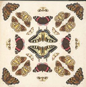 Détail (Planche II), de A Rare Depiction of Butterflies and Moths, pub. 1764 - Benjamin Wilkes