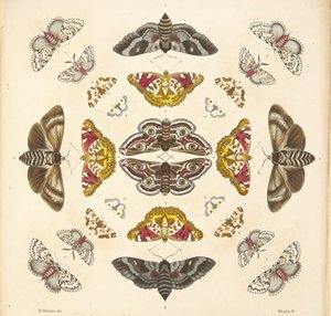 Détail (Planche IV), de A Rare Depiction of Butterflies and Moths, pub. 1764 - Benjamin Wilkes