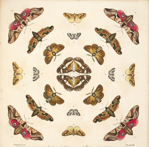 Détail (Planche VIII), de A Rare Depiction of Butterflies and Moths, pub. 1764 - Benjamin Wilkes