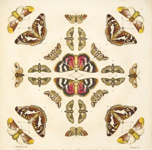 Détail (Planche VI), de A Rare Depiction of Butterflies and Moths, pub. 1764 - Benjamin Wilkes