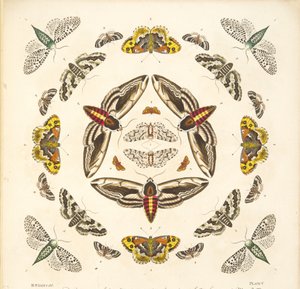 Détail (Planche V), de A Rare Depiction of Butterflies and Moths, pub. 1764 - Benjamin Wilkes