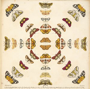 Détail de la Planche XI, de Une rare représentation de papillons et de mites, pub. 1764 - Benjamin Wilkes