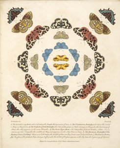 Planche III, de A Rare Depiction of Butterflies and Moths, pub. 1764 - Benjamin Wilkes