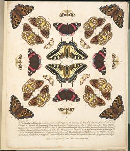 Planche II, de A Rare Depiction of Butterflies and Moths, pub. 1764 - Benjamin Wilkes