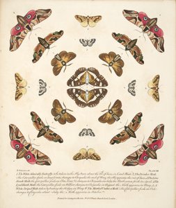 Planche VIII, de A Rare Depiction of Butterflies and Moths, pub. 1764 - Benjamin Wilkes