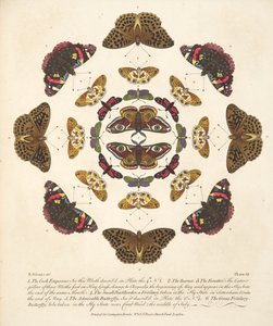Planche VII, de A Rare Depiction of Butterflies and Moths, pub. 1764 - Benjamin Wilkes