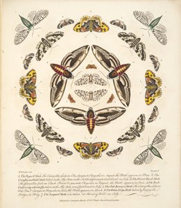 Planche V, de A Rare Depiction of Butterflies and Moths, pub. 1764 - Benjamin Wilkes