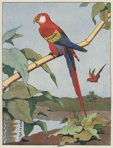 Ara rouge