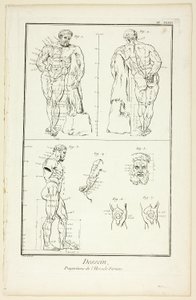 Dessin : Proportions de l