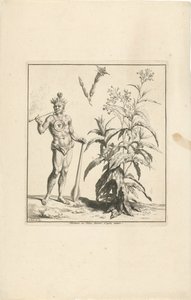 Plante de tabac et indigène d