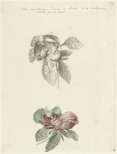 Feuille d