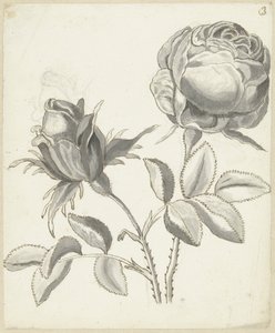 Deux roses - Bernard Picart
