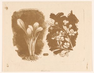 Crocus et une branche avec des fleurs - Bernard Willem Wierink