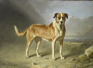 Un chien Saint-Bernard - Bernard te Gempt