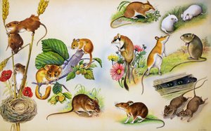 Souris (gouache sur papier) - Bert Illoss