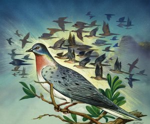 Pigeons passagers - Bert Illoss