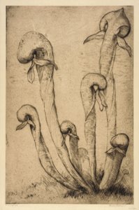 Darlingtonia - Bertha E. Jaques