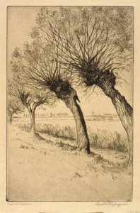 Pollard Willows, Rijsord, Pays-Bas