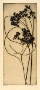 Herbe à poux - Bertha E. Jaques