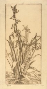 Yucca - Bertha E. Jaques