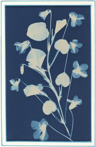 Sans titre, c. 1900