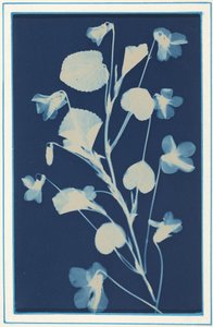 Sans titre,c. 1900 (photo) - Bertha Jaques