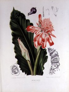 Elettaria speciosa, illustration de 