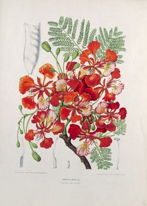 Poinciana Regia, illustration de Fleurs, Fruits et Feuillages Choisies de la Flore et de la Pomone de l