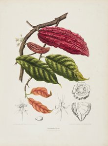 Theobroma, arbre de cacao - Berthe Hoola van Nooten