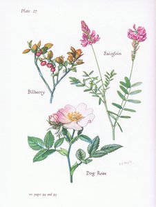 Myrtille ou Airelle, Églantier, Sainfoin, 1951 - Bessie D. Inglis