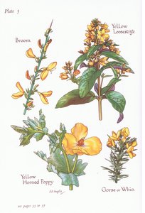 Genêt, Ajonc, Genêt épineux, Lysimaque commune, Pavot cornu jaune, 1951 - Bessie D. Inglis