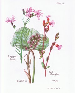 Pétasite, Lychnis fleur-de-coucou, Silène dioïque, 1951 - Bessie D. Inglis