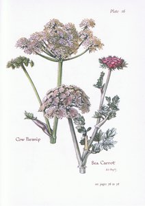 Berce commune, Carotte de mer, 1951 - Bessie D. Inglis