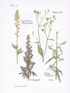 Réséda à feuilles de capillaire, Armoise, Laiteron, Moutarde des haies, 1951 - Bessie D. Inglis