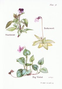 Pensée sauvage, Violette des chiens, Grassette, 1951 - Bessie D. Inglis