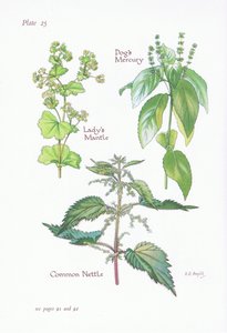 Alchémille, Mercuriale annuelle, Ortie commune, 1951 - Bessie D. Inglis