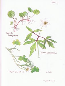 Hydrocotyle, Anémone des bois, Renoncule aquatique, 1951 - Bessie D. Inglis