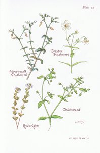 Stellaire holostée, Stellaire intermédiaire, Stellaire, Euphrasie, 1951 - Bessie D. Inglis