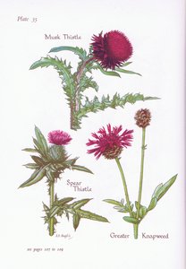 Chardon penché, Chardon des champs, Centaurée scabieuse, 1951 - Bessie D. Inglis