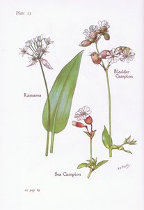 Ail des ours, Silène enflé, Silène maritime, 1951 - Bessie D. Inglis