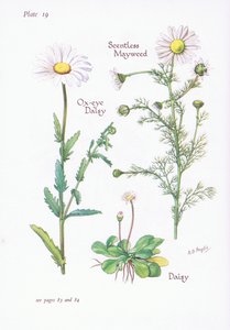 Camomille inodore, Pâquerette, Marguerite, 1951 - Bessie D. Inglis