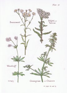 Achillée ptarmique, Achillée millefeuille, Aspérule odorante, Gaillet gratteron, 1951 - Bessie D. Inglis