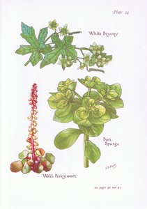 Bryone dioïque, Euphorbe réveil-matin, Nombril de Vénus, 1951 - Bessie D. Inglis