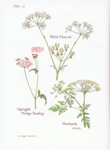 Cerfeuil sauvage, Ciguë, Torilis, 1951 - Bessie D. Inglis