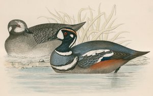 Canard arlequin - Beverley R. Morris