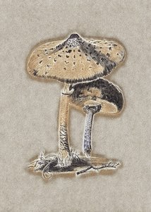Champignon-parapluie dessiné à la main, marron - Biodiversity Heritage Library.